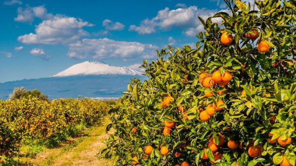 Orangenplantage am Fue des schneebedeckten tna; Sizilien